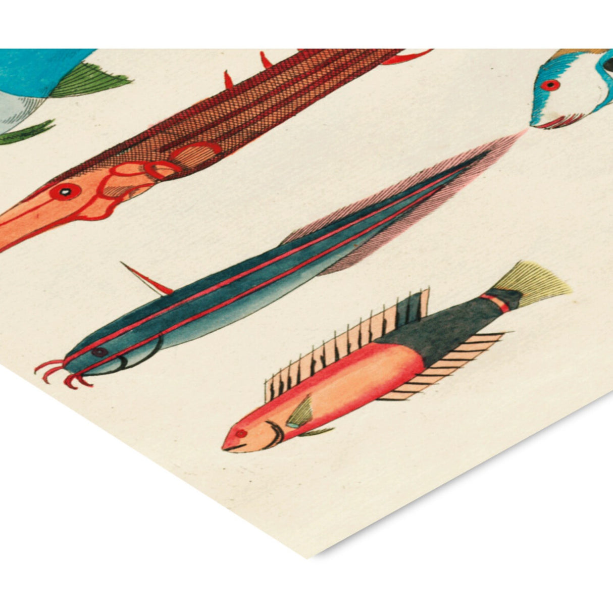 Poster & Frame Louis Renard - Colorful Fishes Lll