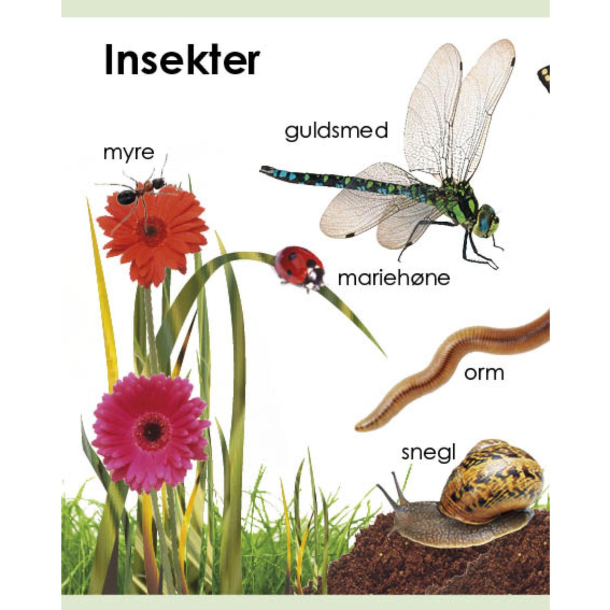 Forlaget Tukan Kigge-Pege-Snakke: Dyr