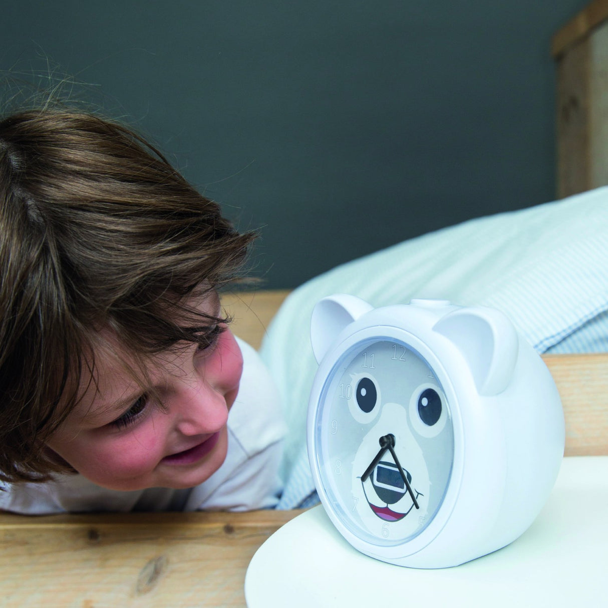 Zazu Grey Bobby The Björn Sömntränare