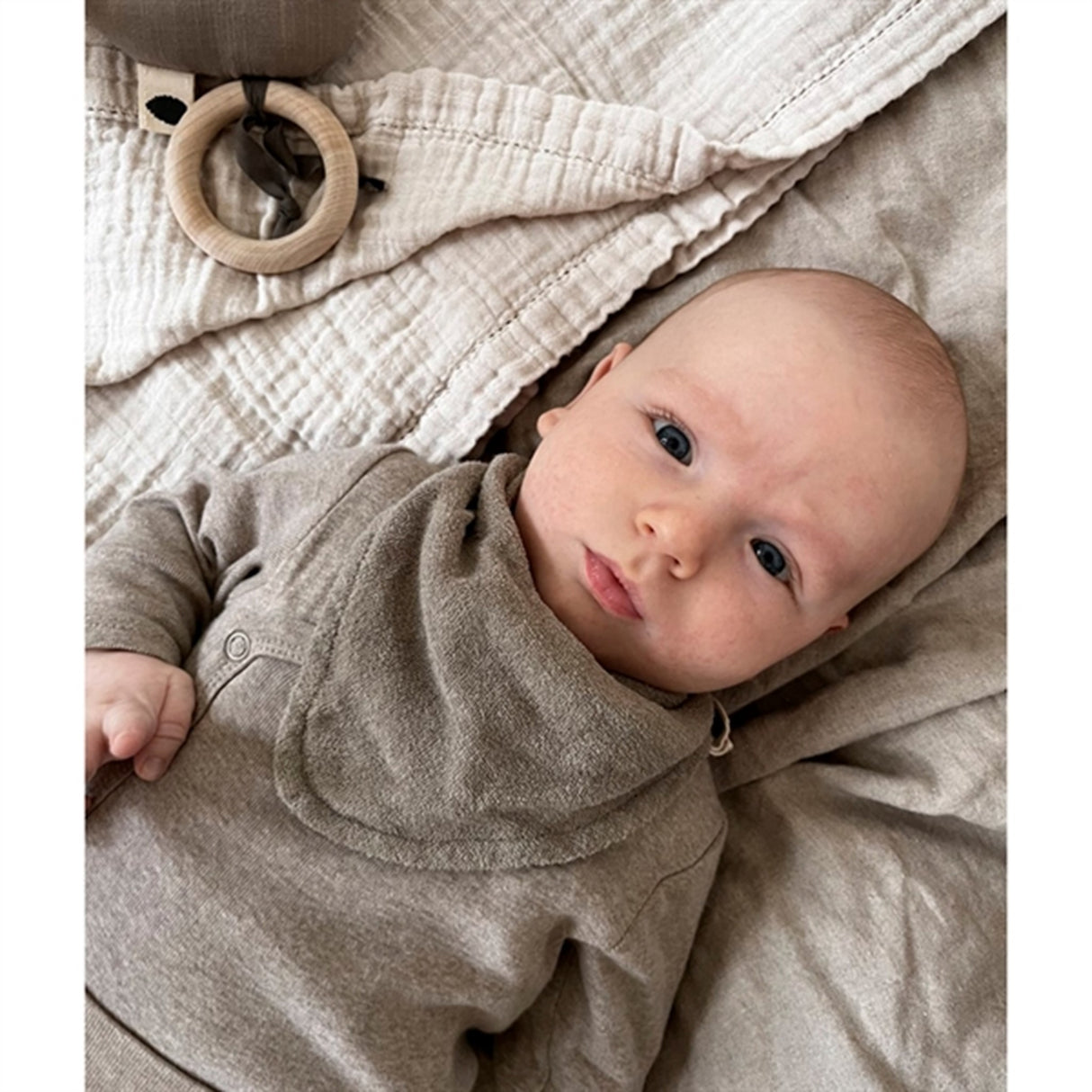 Pine Cone Lui Haklapp Mushroom