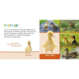 Forlaget Bolden Lyt, Rør Og Føl: Kære Dyr (Hund + Kat)