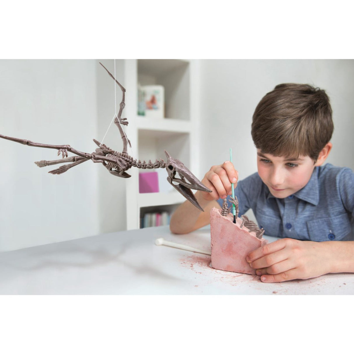 4M Udgrav Et Pteranodon-Skelet