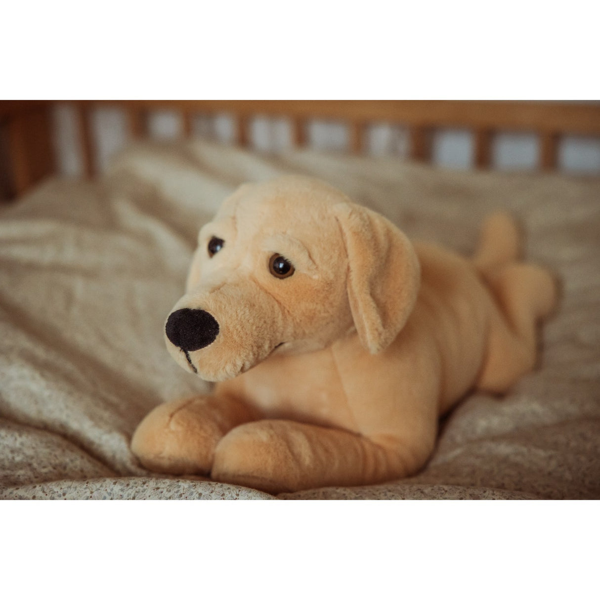 från Astrup Gravitational Dog, 2.2 kg.