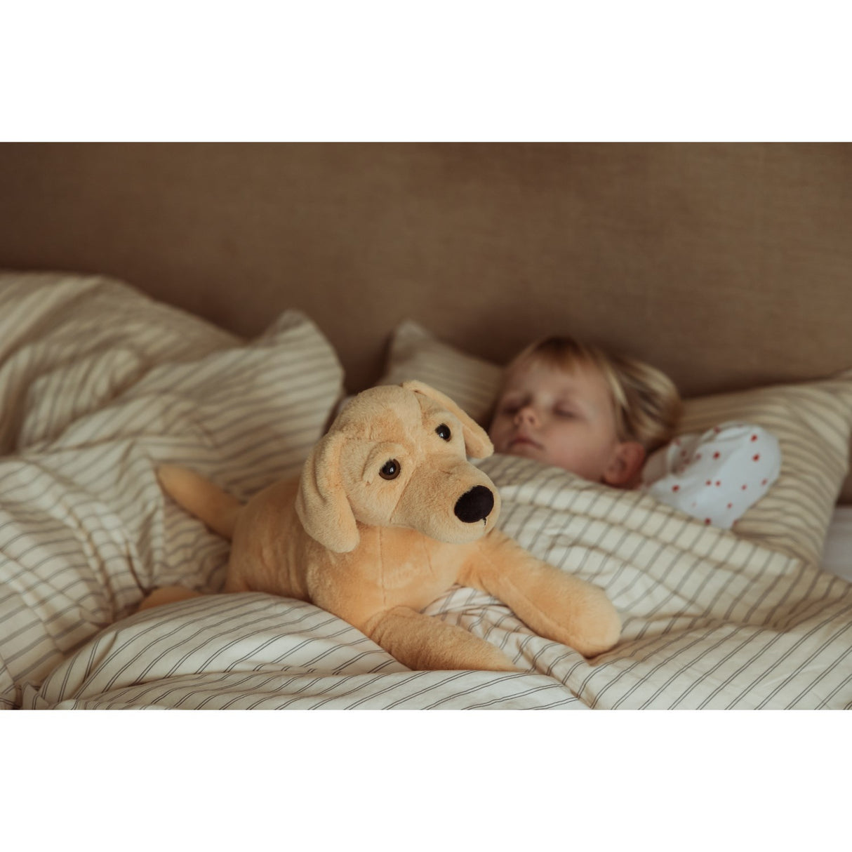 från Astrup Gravitational Dog, 2.2 kg.