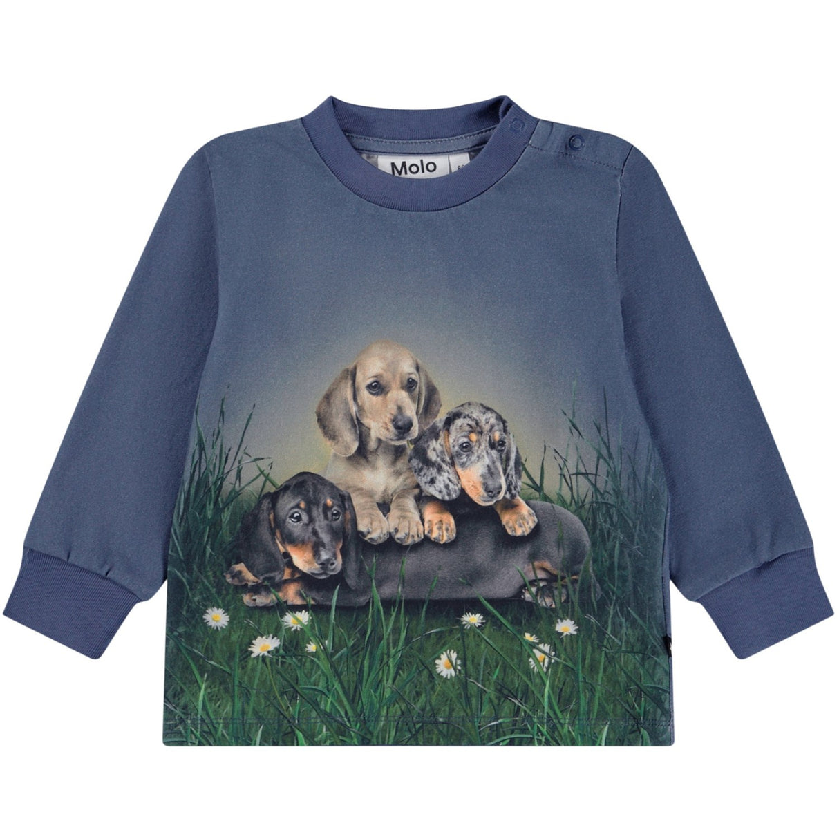 Molo Dachshund Cubs Eloy Blus
