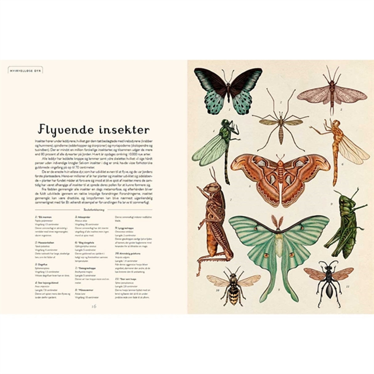 Forlaget Mammut Animalium